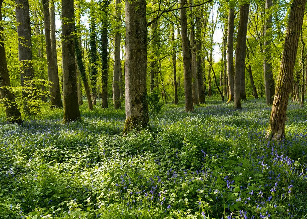 une foret 