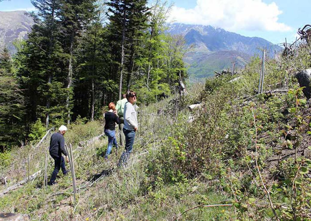 Nouvelles plantations et enrichissement des essences