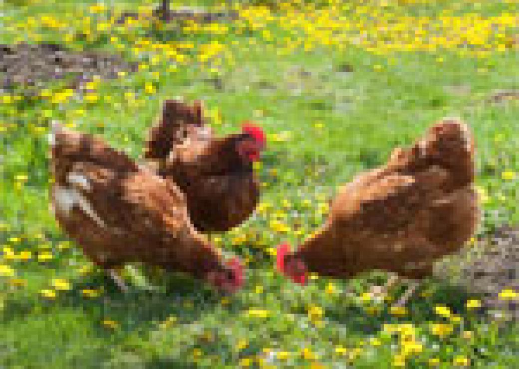 Poules