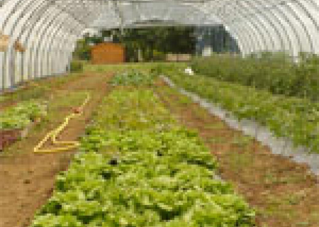 Serre avec pieds salades