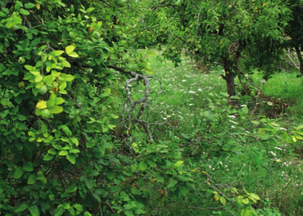 Friche agricole