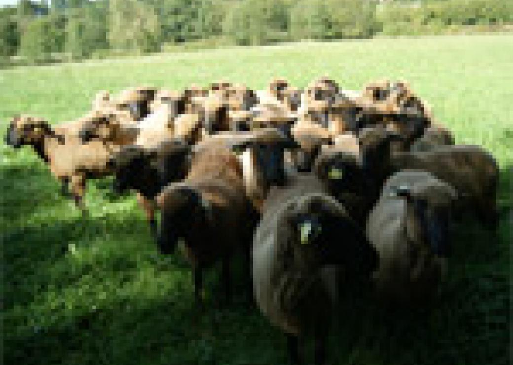 moutons
