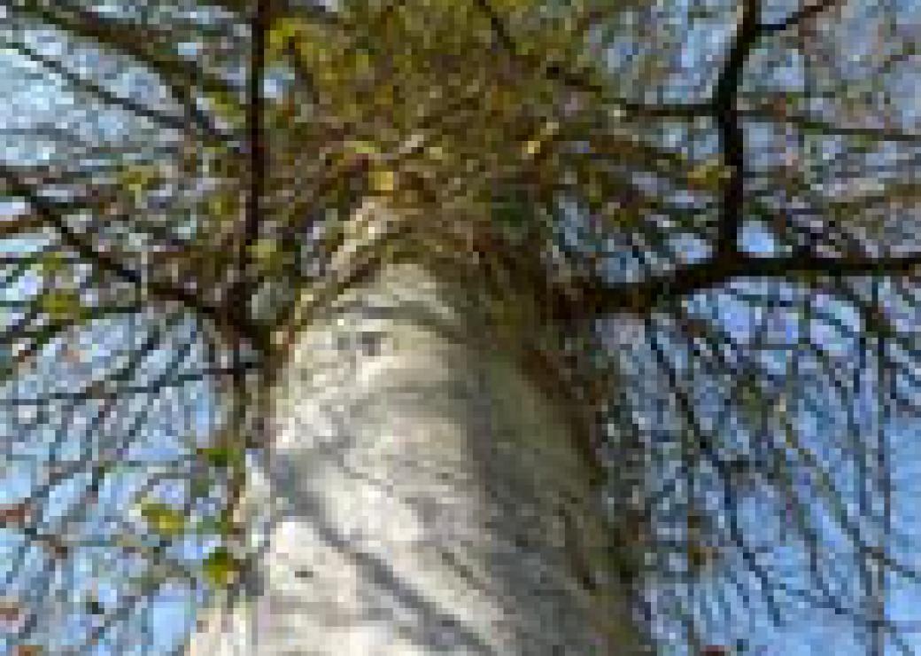 Hetre