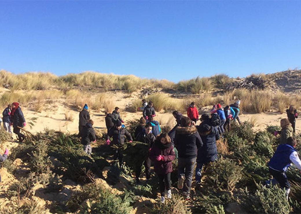 Les branches de sapins favorisent la fixation d'autres végétaux pour retenir le sable des dunes