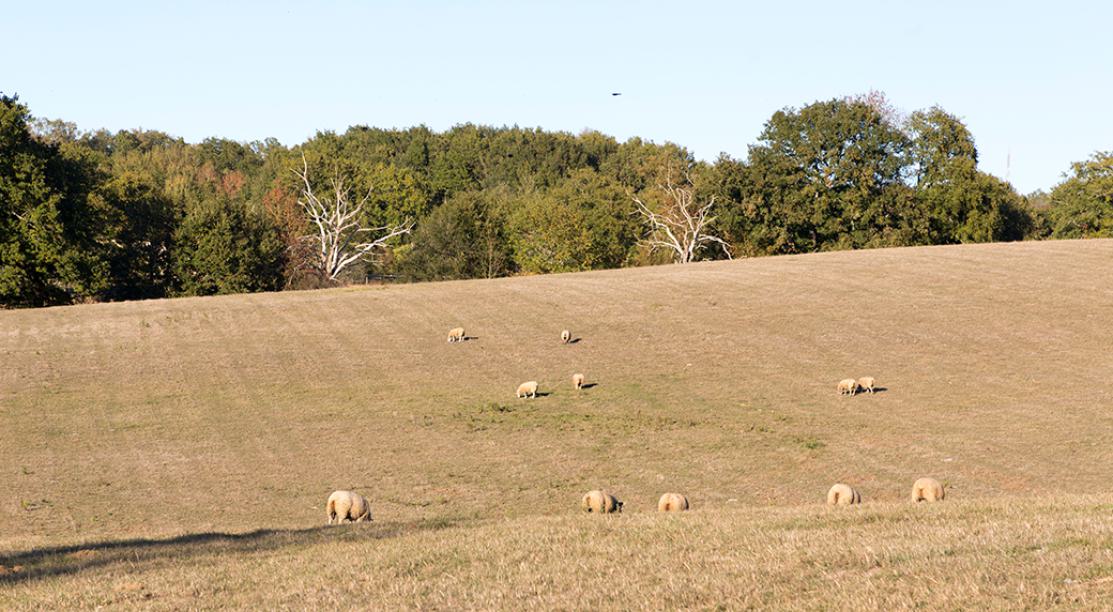 des moutons dans un champs sec 