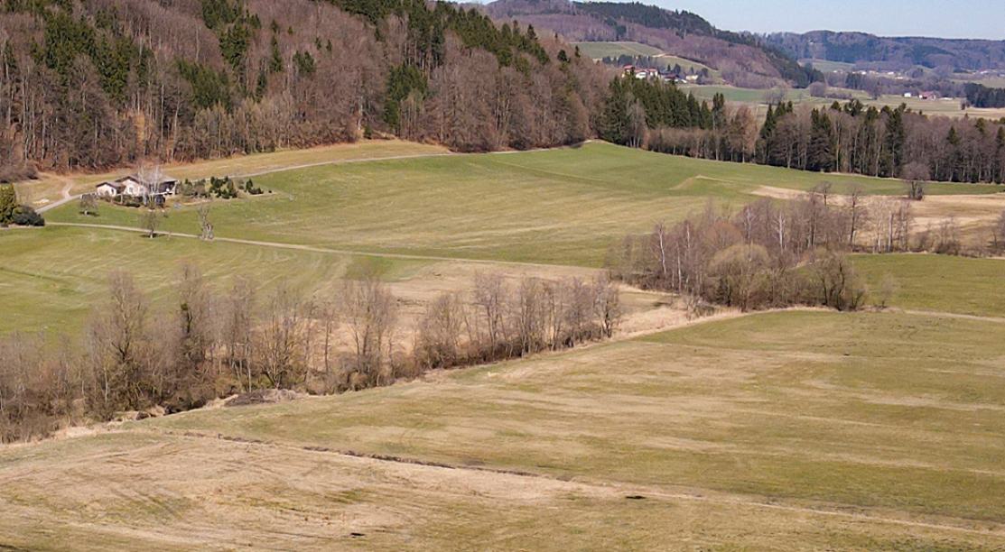 Une prairie en lisière de forêt