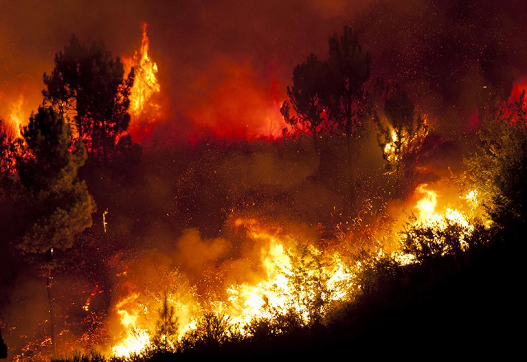incendie de forêt
