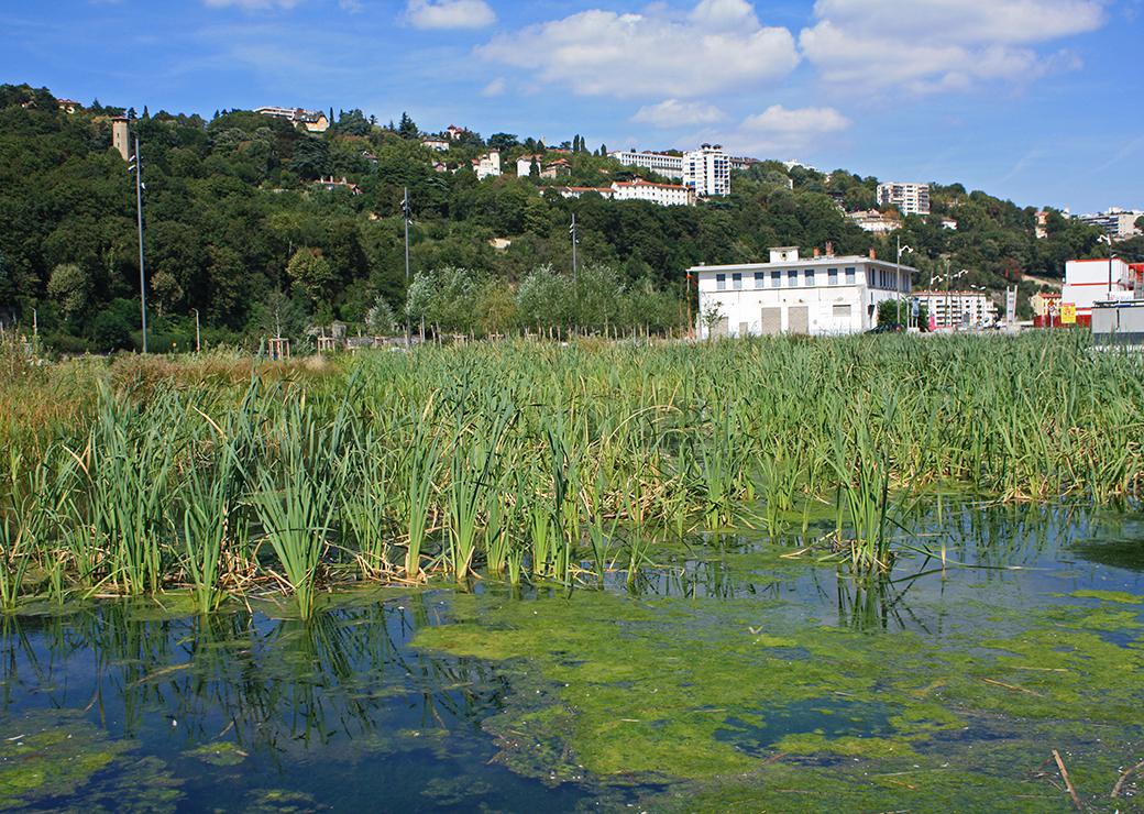 étang artificiel Lyon