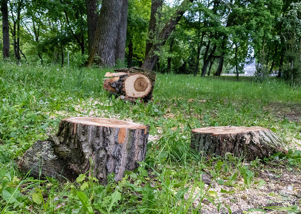 souches d'arbres en foret 