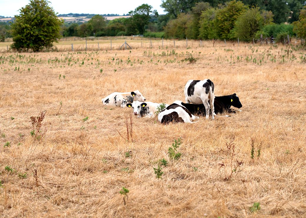des vaches dans un champs sec 