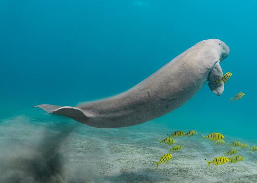 Dugong