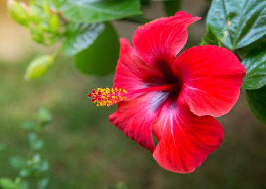 Hibiscus