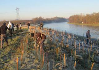 A Auby 12 000 arbres pour séquestrer les pollutions de MetalEurop