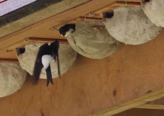 Nichoirs à oiseaux insectivores comme les hirondelles