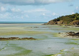 algues vertes bretagne