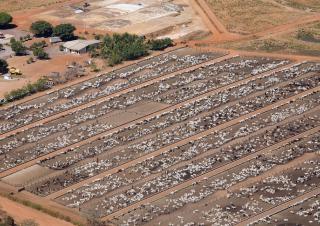 Elevage intensif Brésil feedlot 
