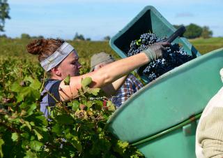 vendanges
