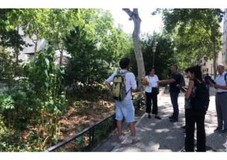 Installations de monitoring des arbres pour le rafraîchissement de la ville, avenue Garibaldi, Lyon.