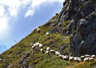 Troupeau de moutons