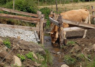Dans un champs, un bovin boit à un cours d'eau protégé par des barrières de bois