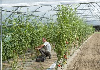 Photo d'une personne en train de travailler dans une serre où poussent des tomates