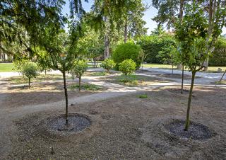 Photo d'un parc où des arbres ont été fraichement plantés