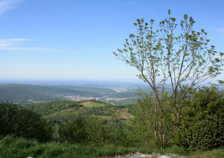 Vue très ouverte sur un paysage verdoyant. Au premier plan, un jeune arbre.