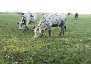 Des vaches blanches tachées de noir paissent dans un pré sous un temps hivernal