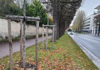 Sur le bord d'une route, le trottoir est constitué d'une bande de gazon sur laquelle poussent des arbres. Cette rangée de gazon est bordée d'un cheminement recouvert de bitume.