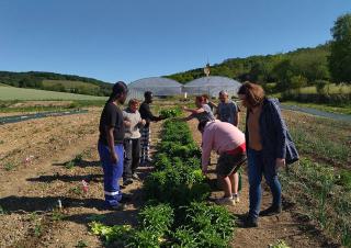 Une groupe d'une dizaine de personnes se tient de part et d'autre d'une rangée de plantations. Au fond, deux serres.