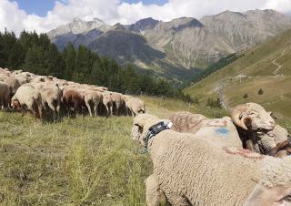 Dans un pré en pente, un troupeau de moutons. Au premier plan, un mouton porte un gros collier. En arrière plan, une chaine de montagnes