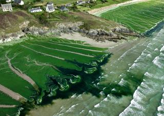 Plage bretonne polluée par le nitrate . Algues vertes
