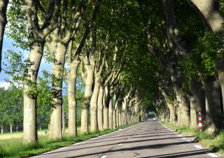alignement d'arbres