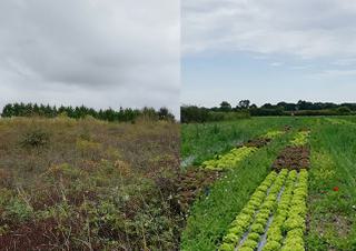 L'image est séparée en deux: à gauche on voit de la broussaille et un cordon d'arbre en guise d'horizon. A droite, le même cordon d'arbre à l'horizon mais au premier plan, une terre cultivée, avec des rangs de salades