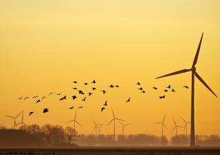 éoliennes oiseaux
