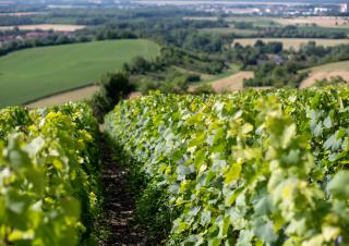Vue territoires avec vignes