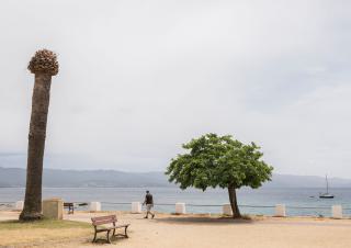 littoral avec arbres et un marcheur 