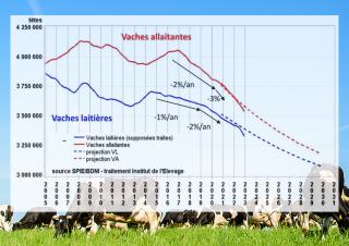 vaches