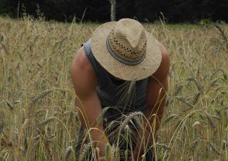 Dans un champs de blé, plan moyen d'un homme coiffé d'un chapeau de paille, penché sur les blés