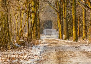 foret de feuillus en hiver