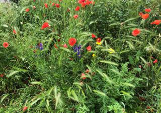 Fleurs des champs et épis de graminées