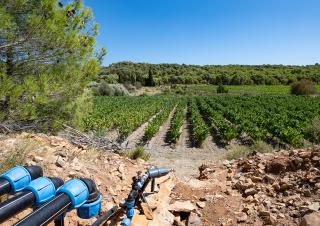 Au premier plan, des canalisations et au fond, de la vigne