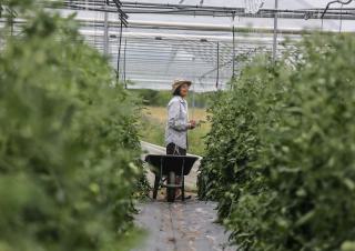 Démonstrateurs territoriaux des transitions agricoles et alimentaires - Serre TDM