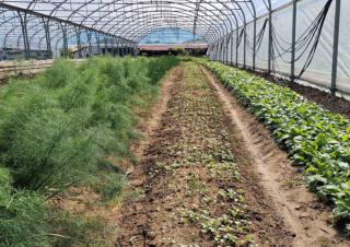 Rangées de végétaux cultivés sous serre