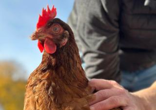 Gros plan sur une poule sur laquelle repose la main d'un homme