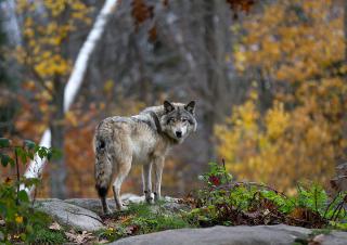 loup 