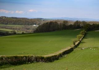 haies dans des champs