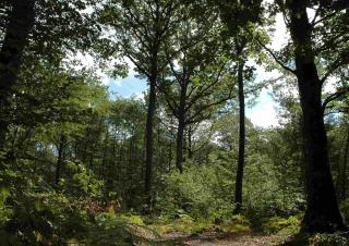 Forêt - Fiducie environnementale et compensation écologique