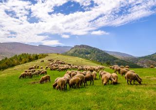 moutons en paturage
