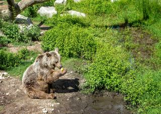 un bébé ours dans les pyrénnées 